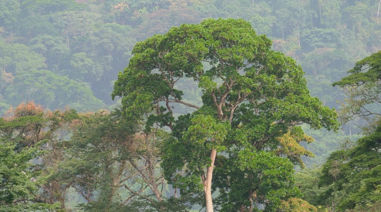Okomu, Edo partner to plant 33,000 forest trees