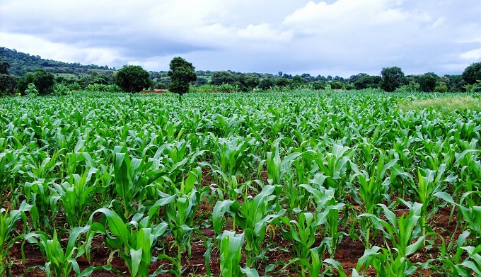 FG empowers 25 maize farmers in Edo