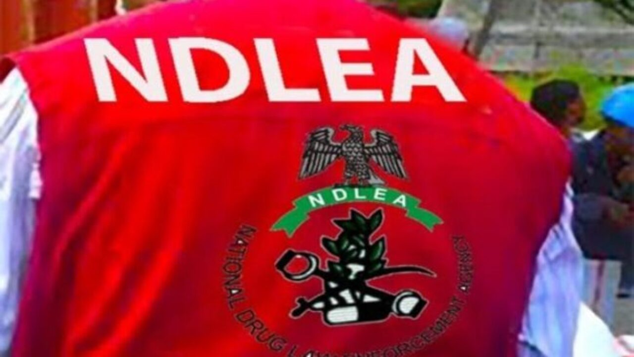 NDLEA destroys 77.5 hectares of cannabis farms in Edo