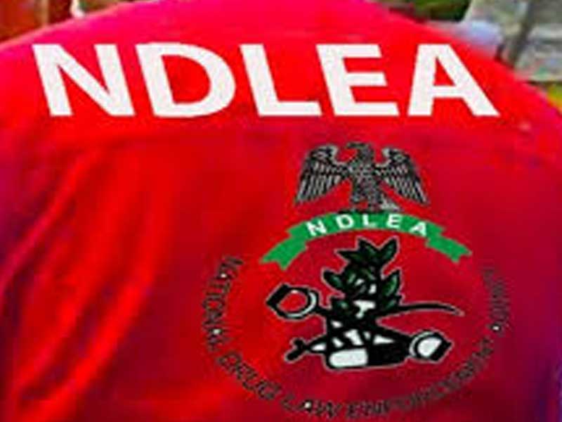 Edo Government, NDLEA Move to Tackle Cannabis Cultivation