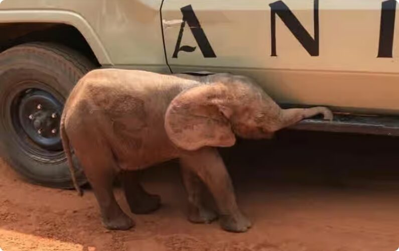 Rescued baby elephant undergoing rehabilitation in Edo – Park