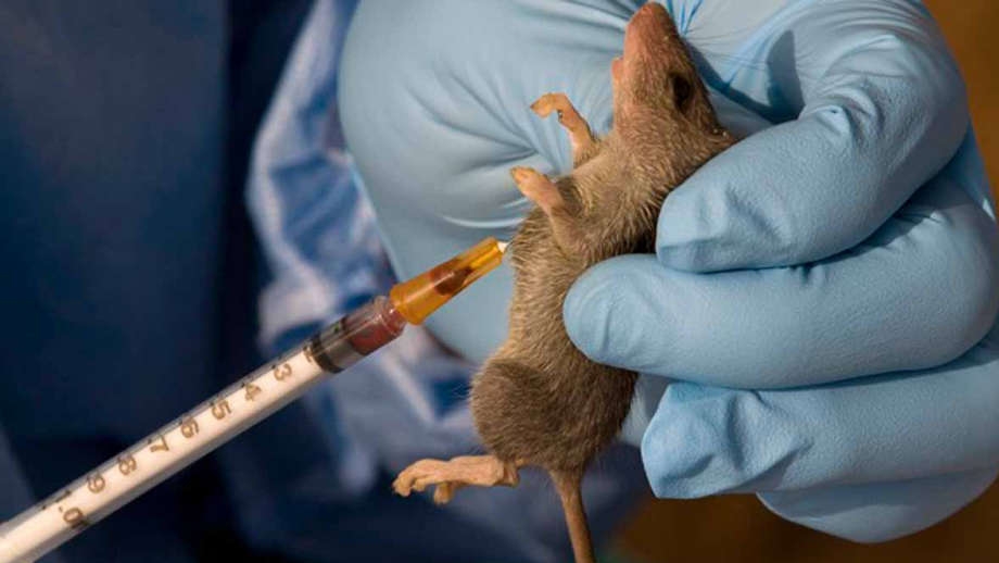 Edo Declares Lassa Fever Outbreak After Six Deaths