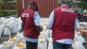 Forest drug sweep: NDLEA razes cannabis farms, nabs 7 in Edo